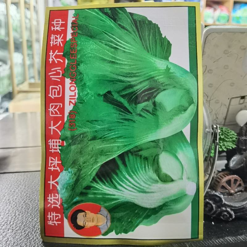甜肉包心芥菜种子腌菜加工种植户春秋均可种植大田用种