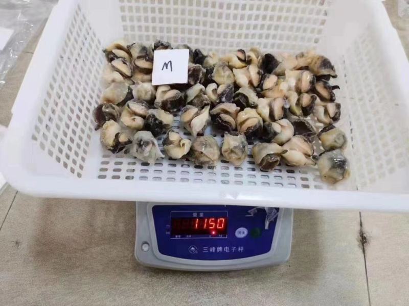 海螺肉，海螺头，工厂一手货源工厂，大量有货，一件代发