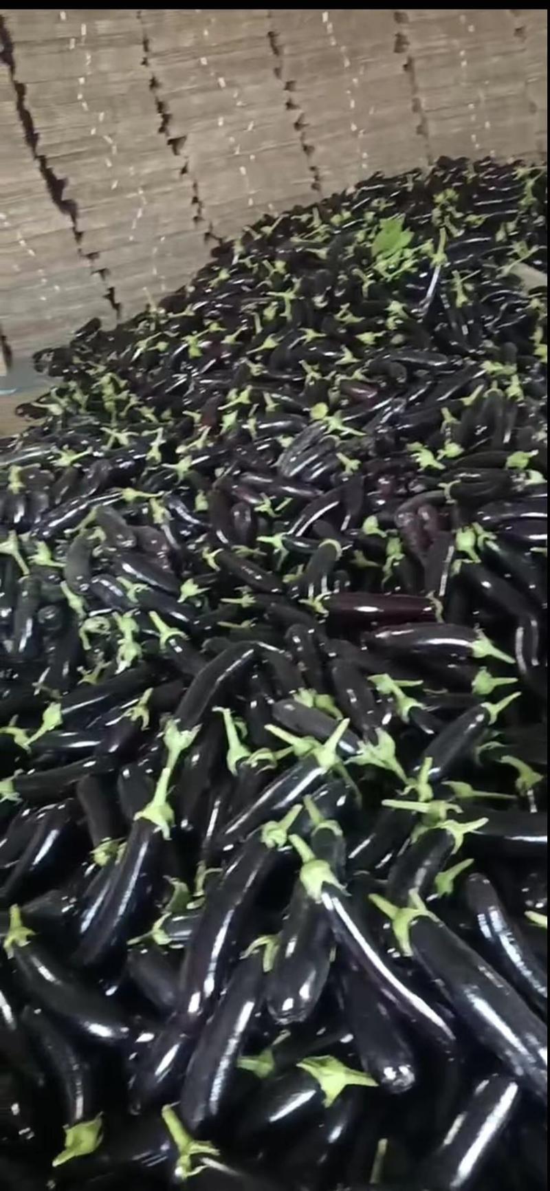 绿裤茄子辽宁紫茄子专业产地代办以质论价发往全国欢迎联系