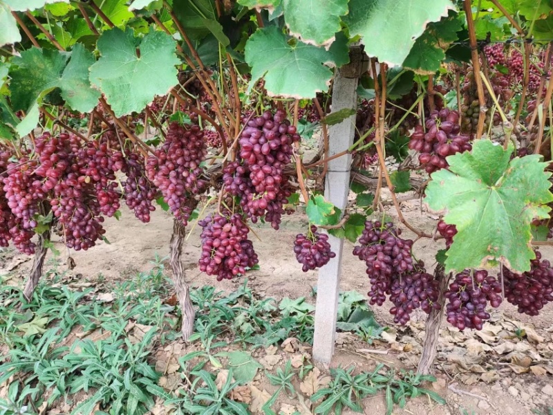 克伦生葡萄批发，雨棚克伦生价格，陕西克伦生葡萄基地