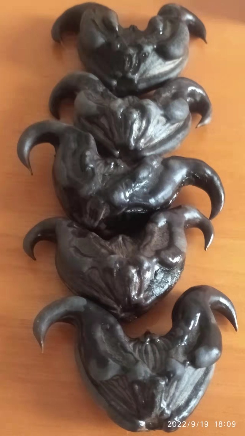 新鲜老菱角湖南特产现摘现发黑菱角乌菱角批发