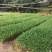 岗梅苗小叶100多万岗梅苗大量批发现货多多！