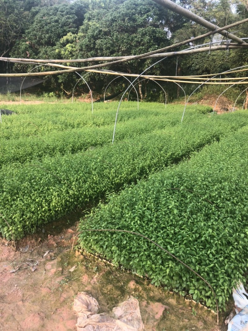 岗梅苗小叶100多万岗梅苗大量批发现货多多！