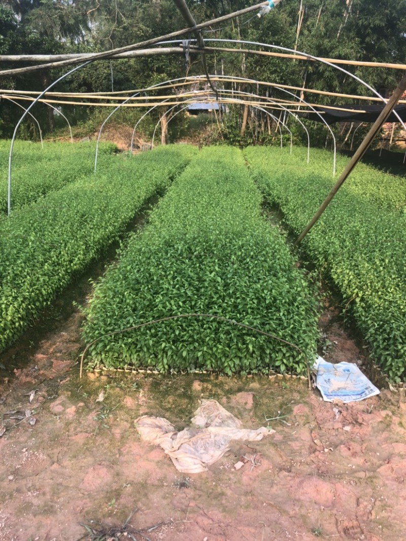 岗梅苗小叶100多万岗梅苗大量批发现货多多！