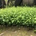 岗梅苗小叶100多万岗梅苗大量批发现货多多！