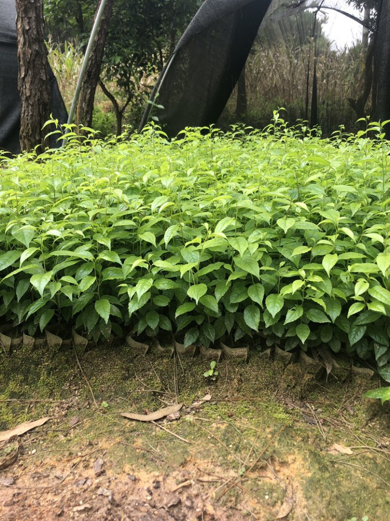 岗梅苗小叶100多万岗梅苗大量批发现货多多！