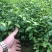 岗梅苗小叶100多万岗梅苗大量批发现货多多！