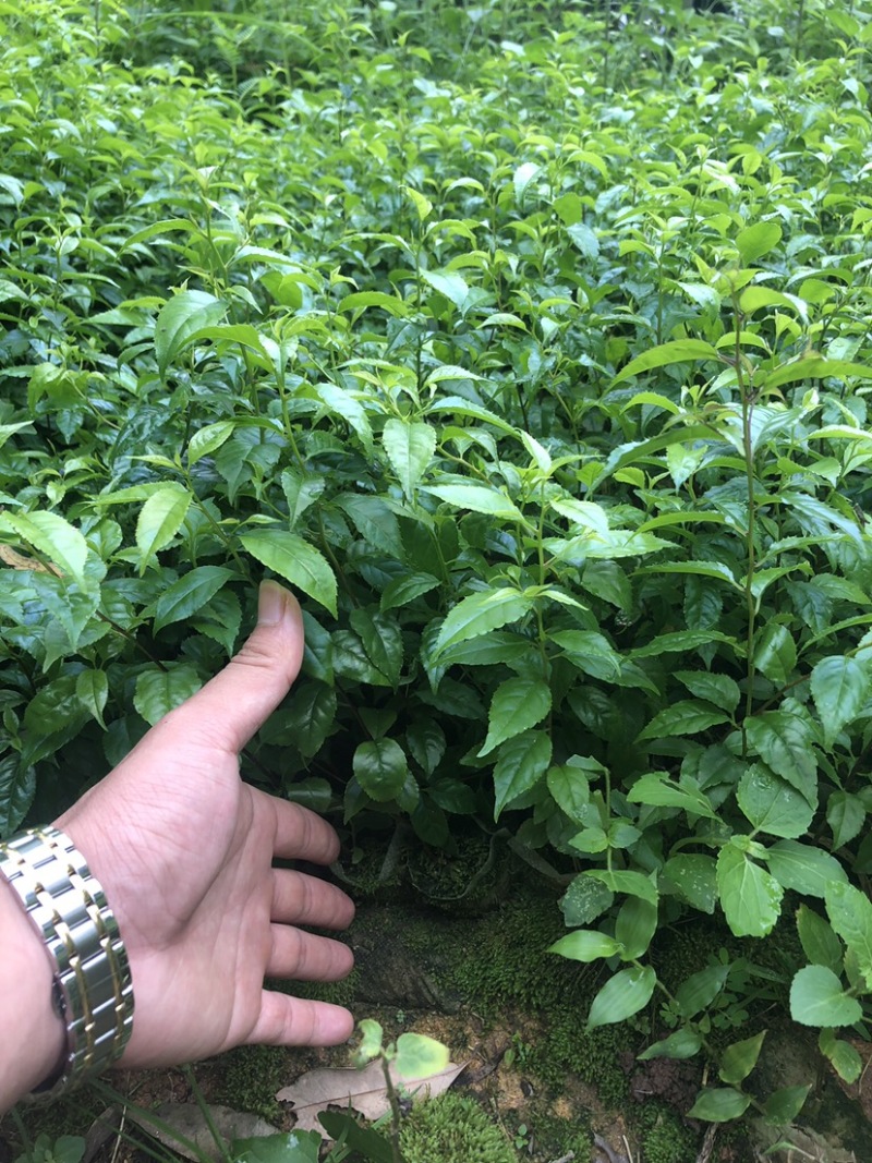 岗梅苗小叶100多万岗梅苗大量批发现货多多！