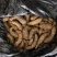 鲜天麻，一手货源，大量供应，货源稳定80斤起