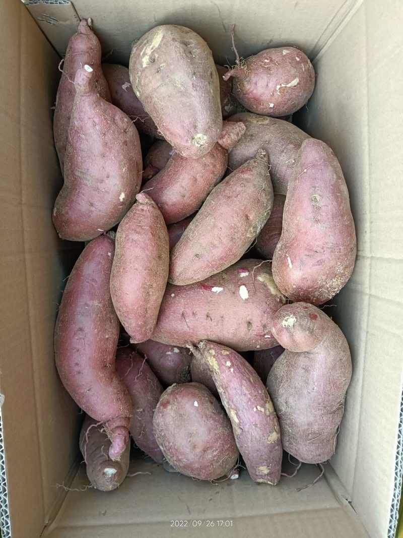 山东精品红薯白心红薯产地直供一手货源价格实惠联