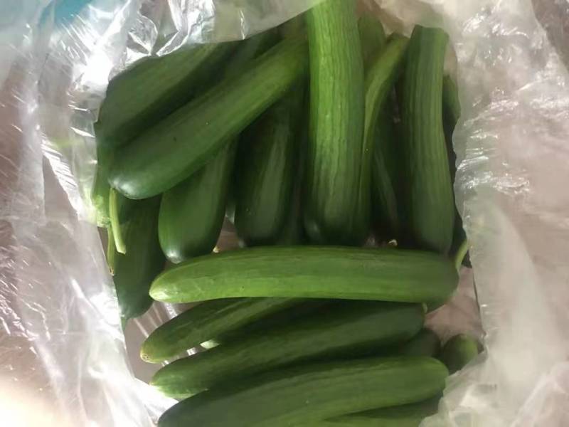 水果黄瓜产地货源规格齐全电商品质支持一件代发