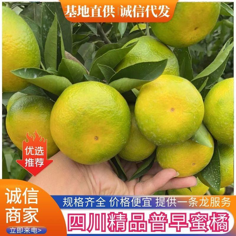 四川柑桔【普早蜜橘】颜色黄大批量供应提供一条龙服务