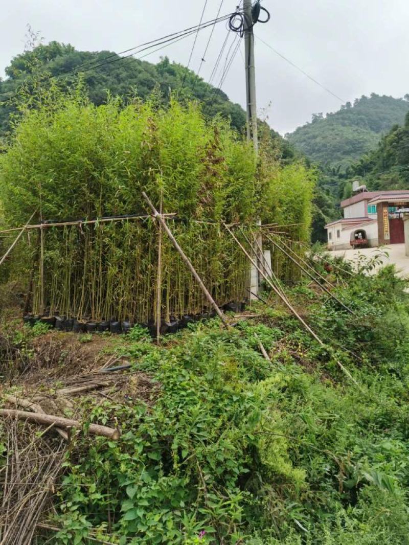 四季常绿竹苗成活率高，发芽快