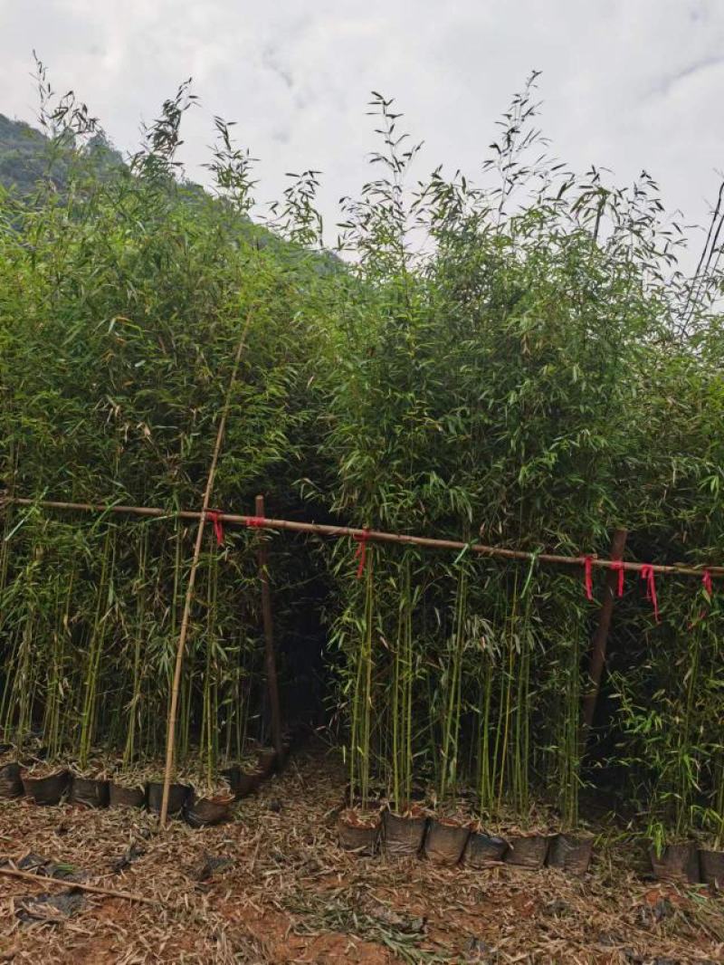 四季常绿竹苗成活率高，发芽快