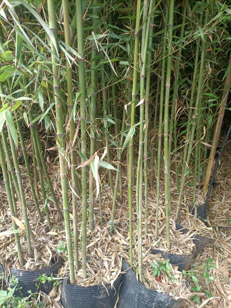 四季常绿竹苗成活率高，发芽快
