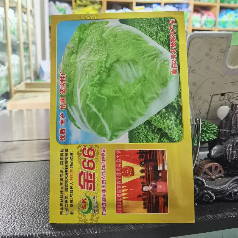 金66大白菜种子66天中早熟一代杂交种生食脆熟食甜农户用