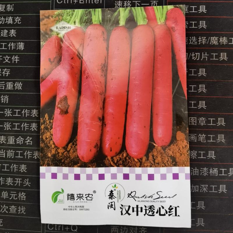汉中透心红胡萝卜种子皮色鲜红，芯柱细呈橘黄色农家庭院种植