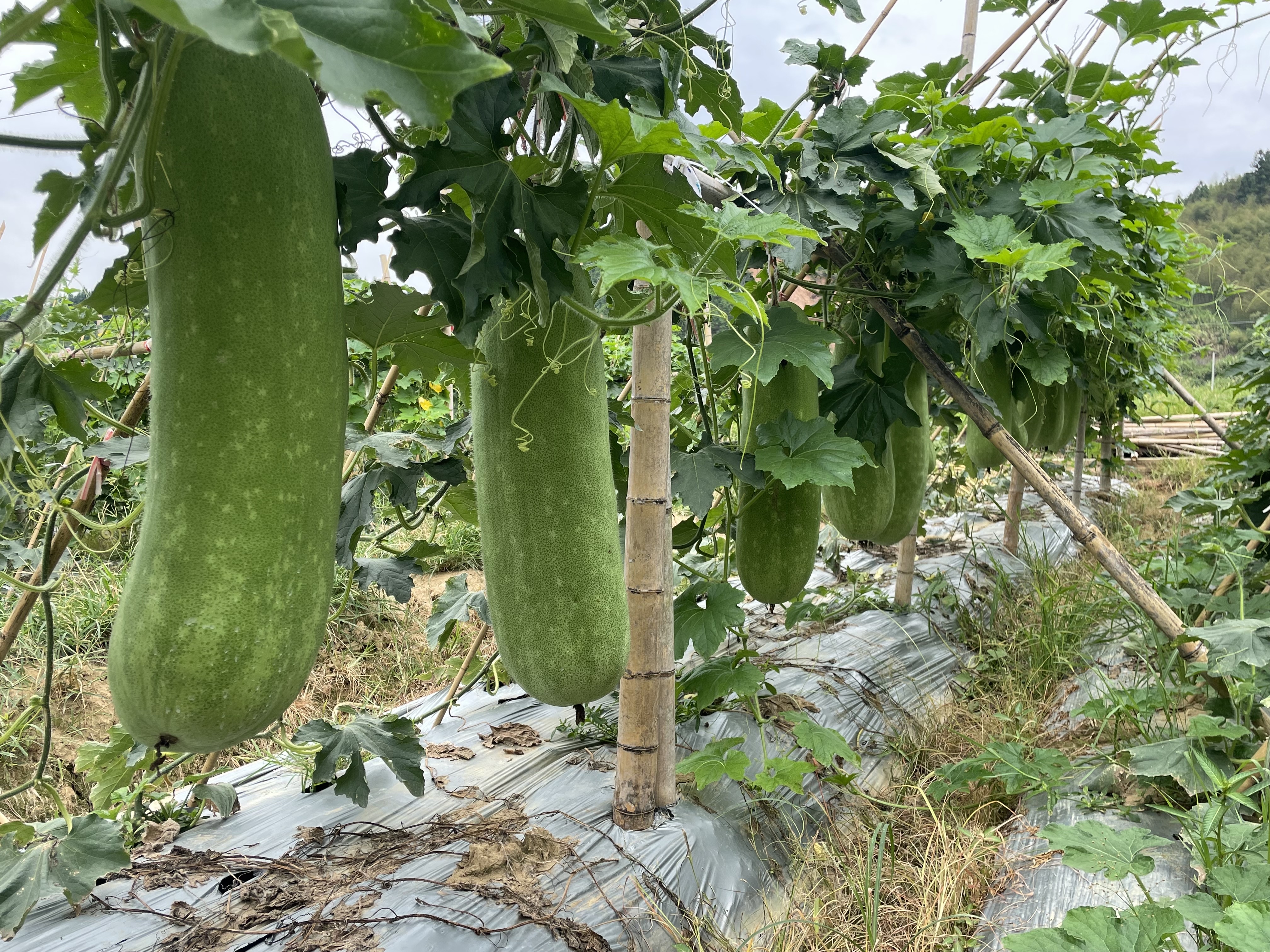 大青皮冬瓜种植基地航拍图