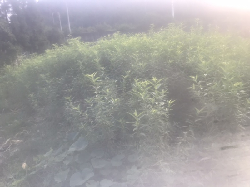 毛桃树苗