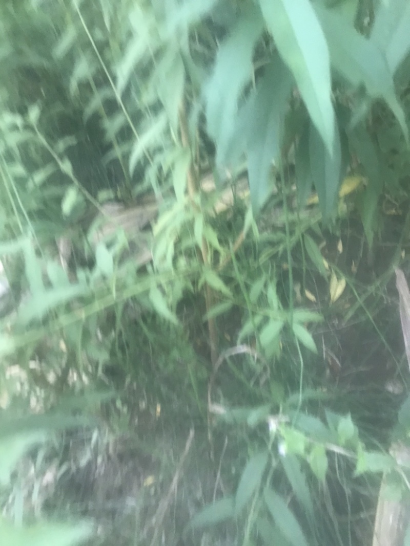 毛桃树苗