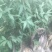 毛桃树苗