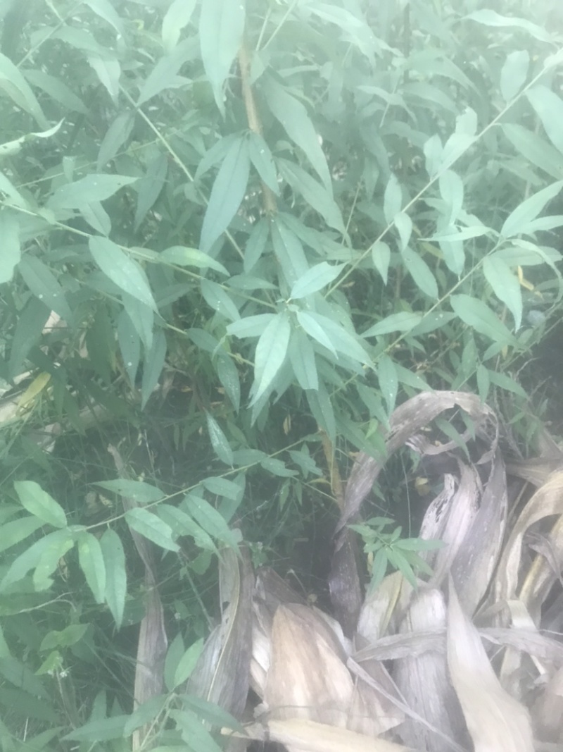 毛桃树苗