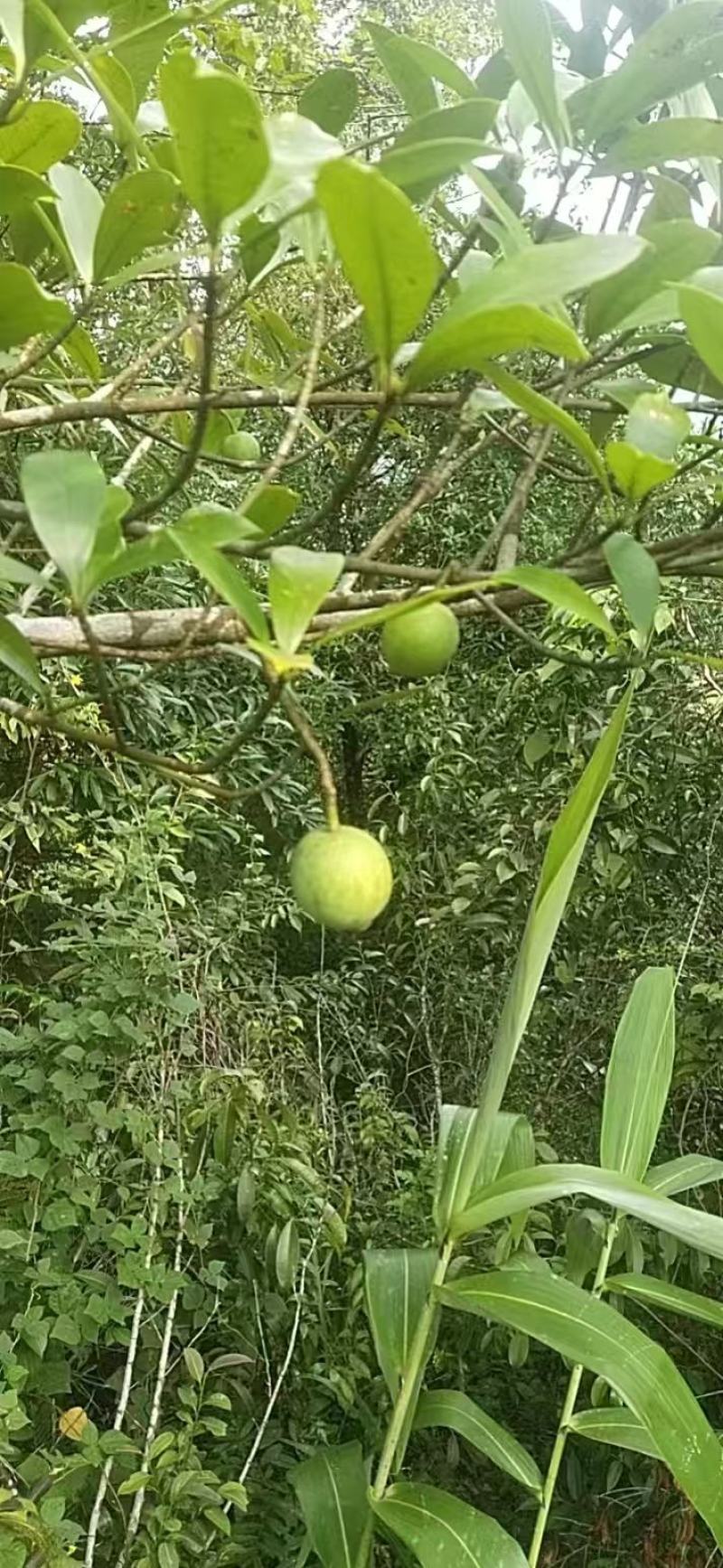 广西大瑶山野生木竹果酸桐子孕妇果批发零售