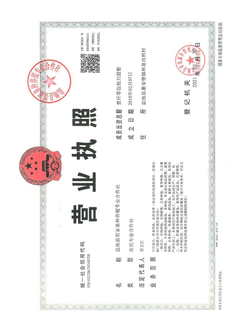 宁夏盐池县贺家泉黄花菜