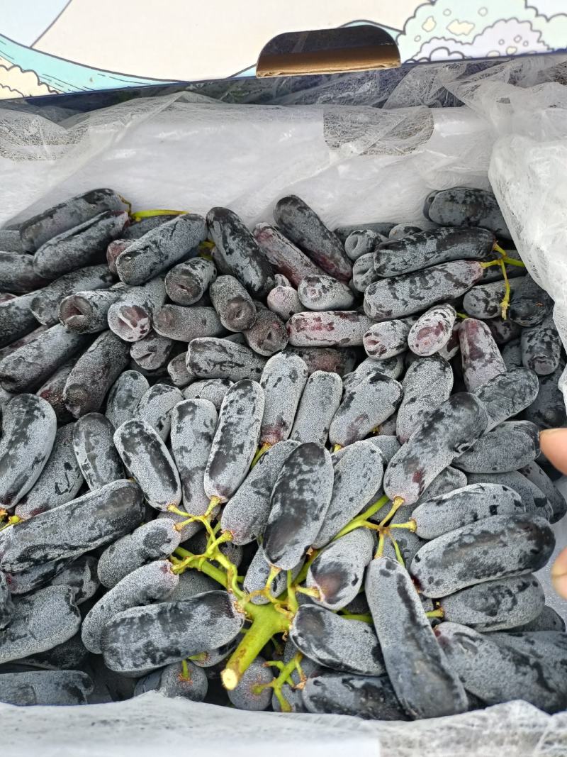 批发【蓝宝石葡萄】蓝宝石葡萄甜度高脆皮可口多汁一手货源