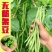 架豆种子，四季豆种子，无筋架豆种子，美国红架豆种子