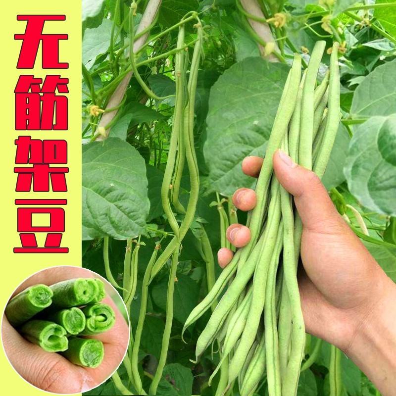架豆种子，四季豆种子，无筋架豆种子，美国红架豆种子