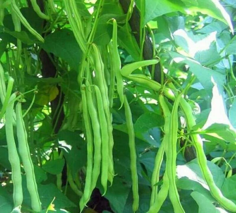 架豆种子，四季豆种子，无筋架豆种子，美国红架豆种子