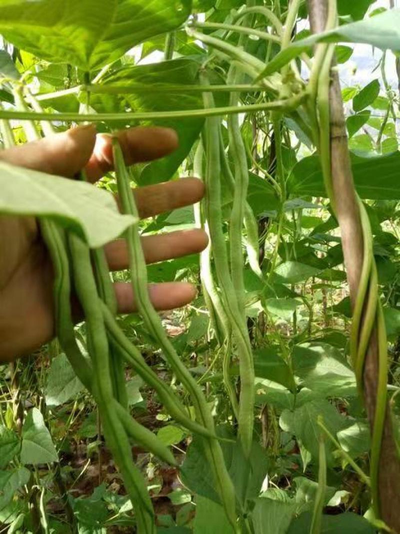 架豆种子，四季豆种子，无筋架豆种子，美国红架豆种子
