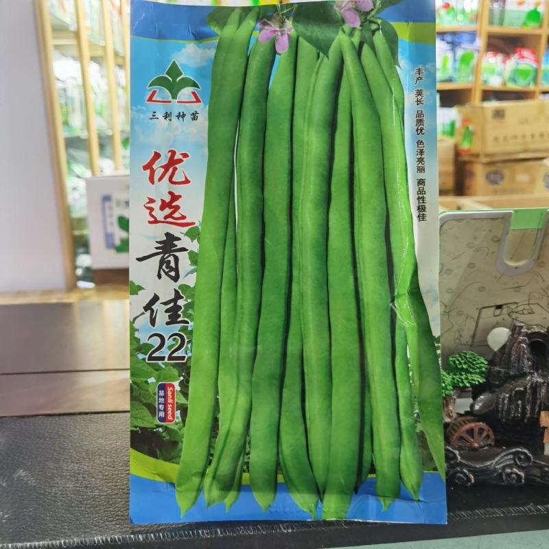 宁夏优选青佳22高产小金豆种子四季豆种子种植户大田种植