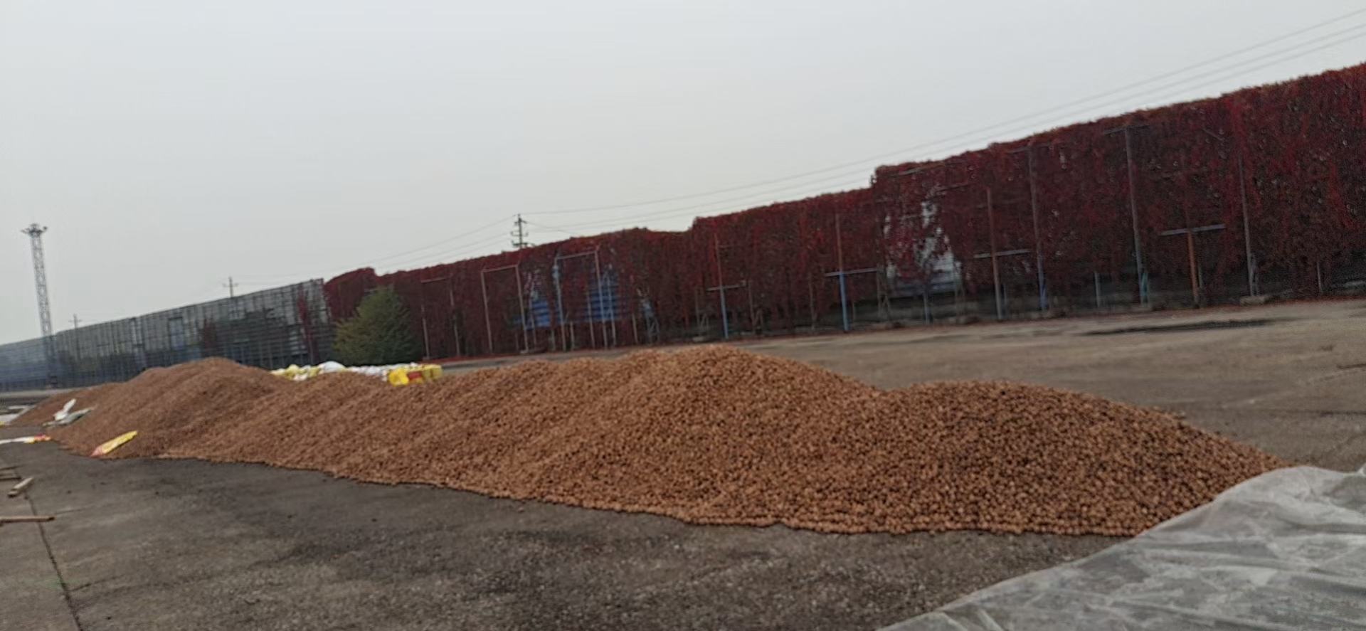 展示新疆农民手工采摘核桃的画面,背景为广袤的戈壁与雪山 新疆核桃采摘现场