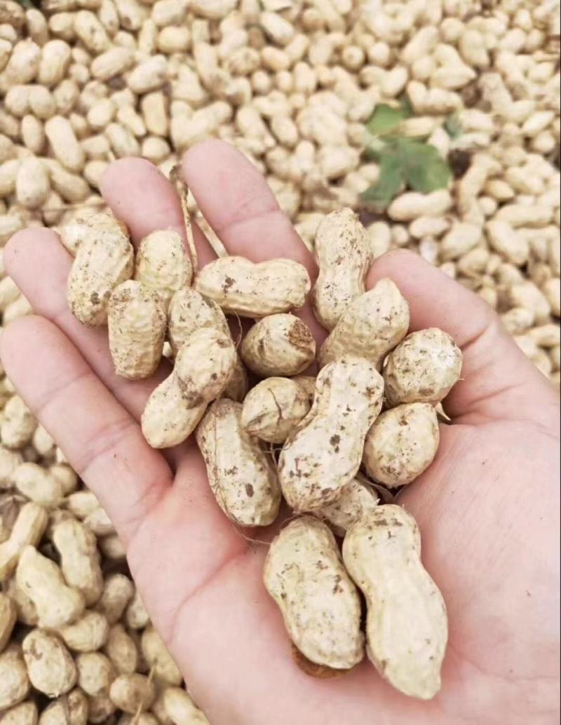 精选鲜花生，中花，白沙，产地直发，欢迎采购