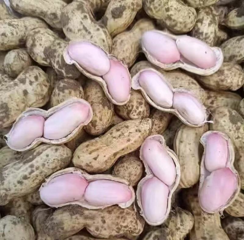 精选鲜花生，中花，白沙，产地直发，欢迎采购