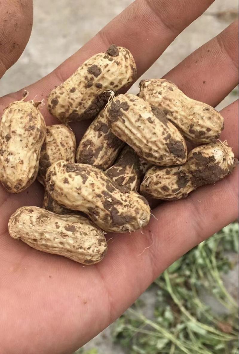 精选鲜花生，中花，白沙，产地直发，欢迎采购