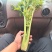 皇后芹菜大量供货中，价格美丽，代发全国各大市场，对接各大