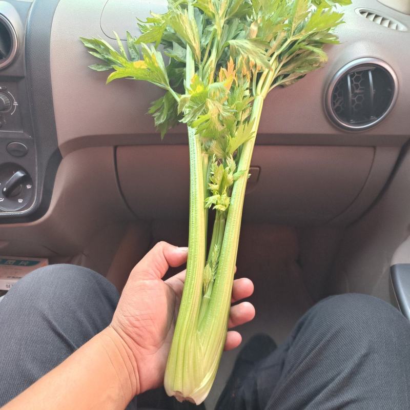皇后芹菜大量供货中，价格美丽，代发全国各大市场，对接各大