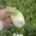 皇后芹菜大量供货中，价格美丽，代发全国各大市场，对接各大