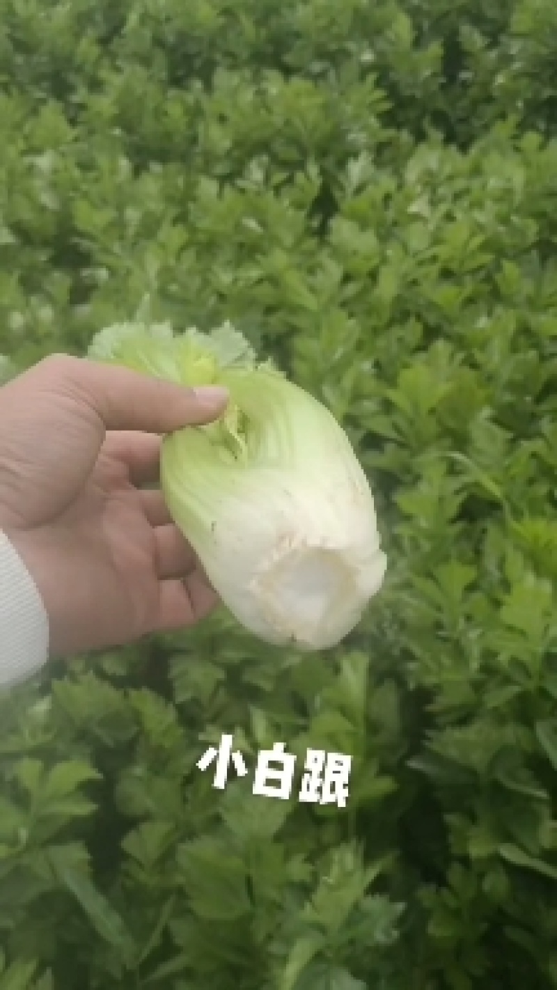 皇后芹菜大量供货中，价格美丽，代发全国各大市场，对接各大