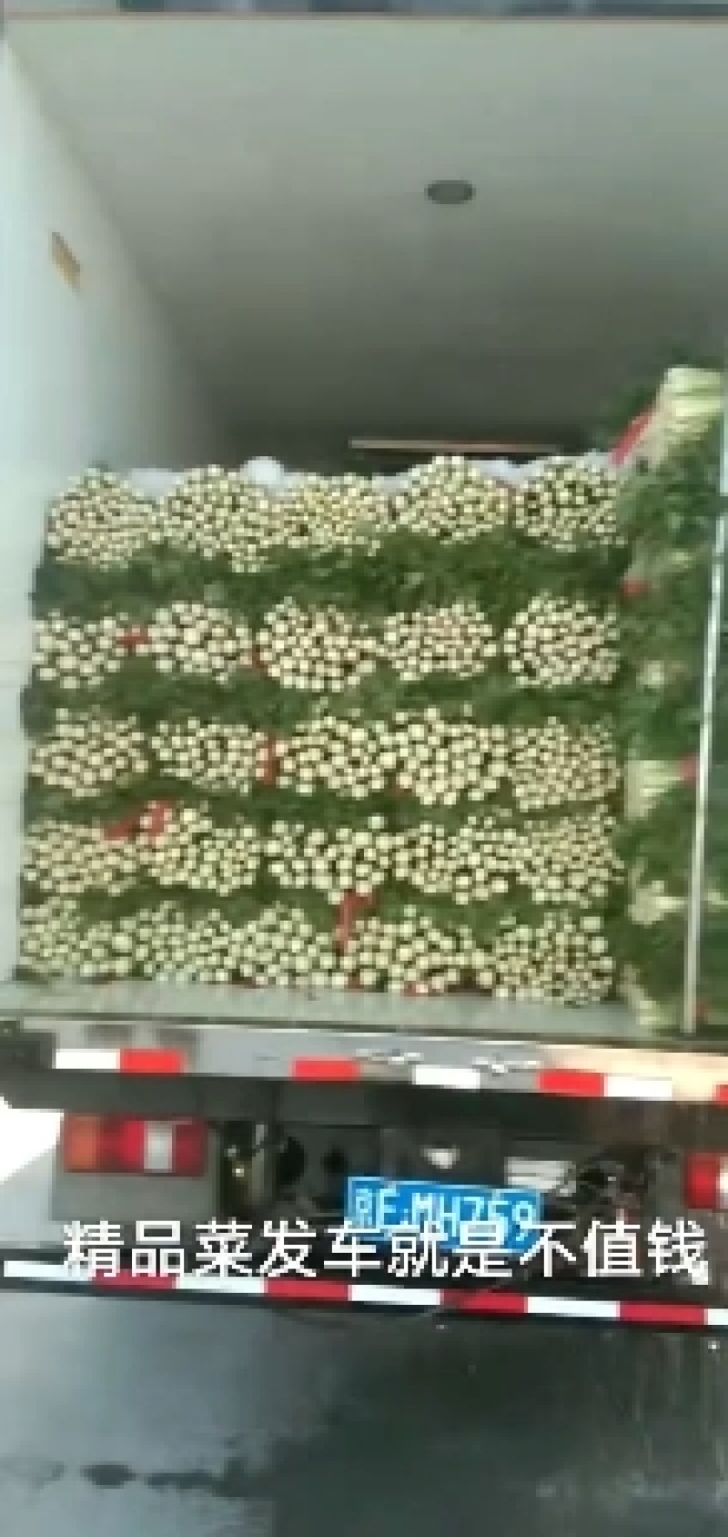 皇后芹菜大量供货中，价格美丽，代发全国各大市场，对接各大