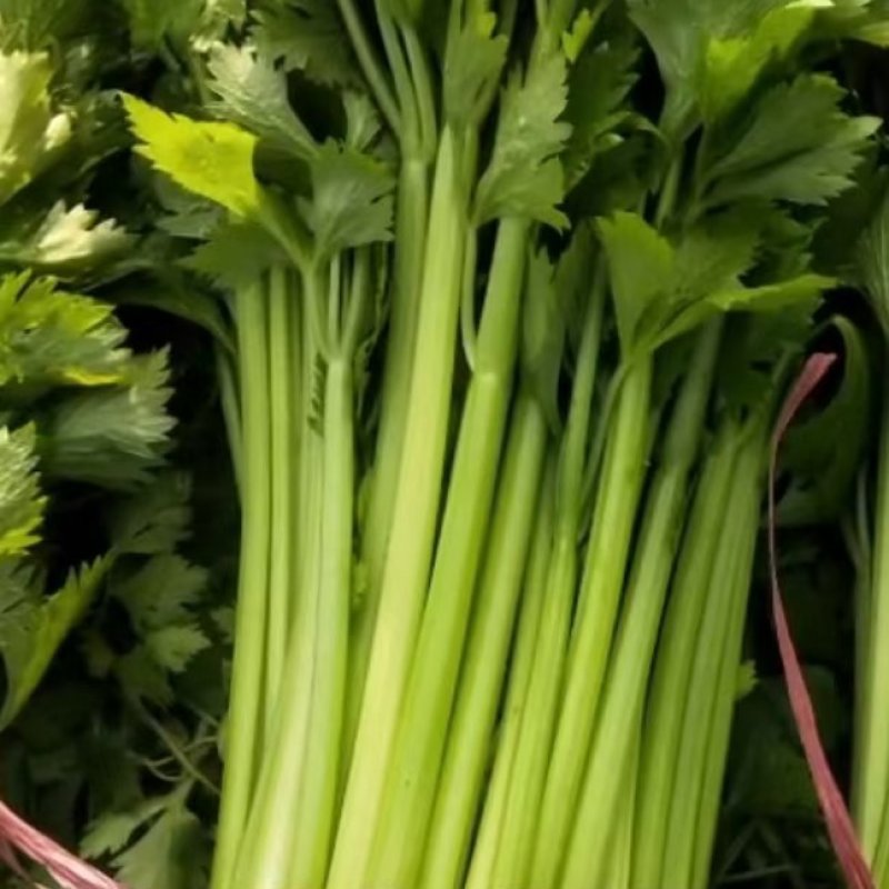 皇后芹菜大量供货中，价格美丽，代发全国各大市场，对接各大