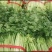 皇后芹菜大量供货中，价格美丽，代发全国各大市场，对接各大