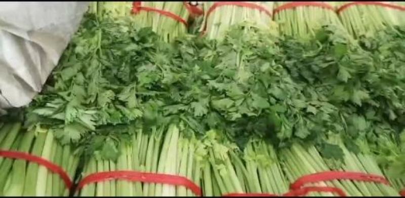 皇后芹菜大量供货中，价格美丽，代发全国各大市场，对接各大
