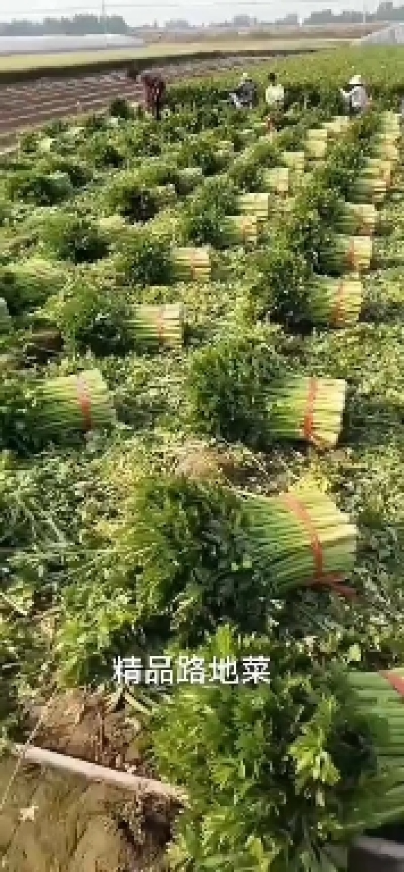 皇后芹菜大量供货中，价格美丽，代发全国各大市场，对接各大