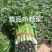 皇后芹菜大量供货中，价格美丽，代发全国各大市场，对接各大