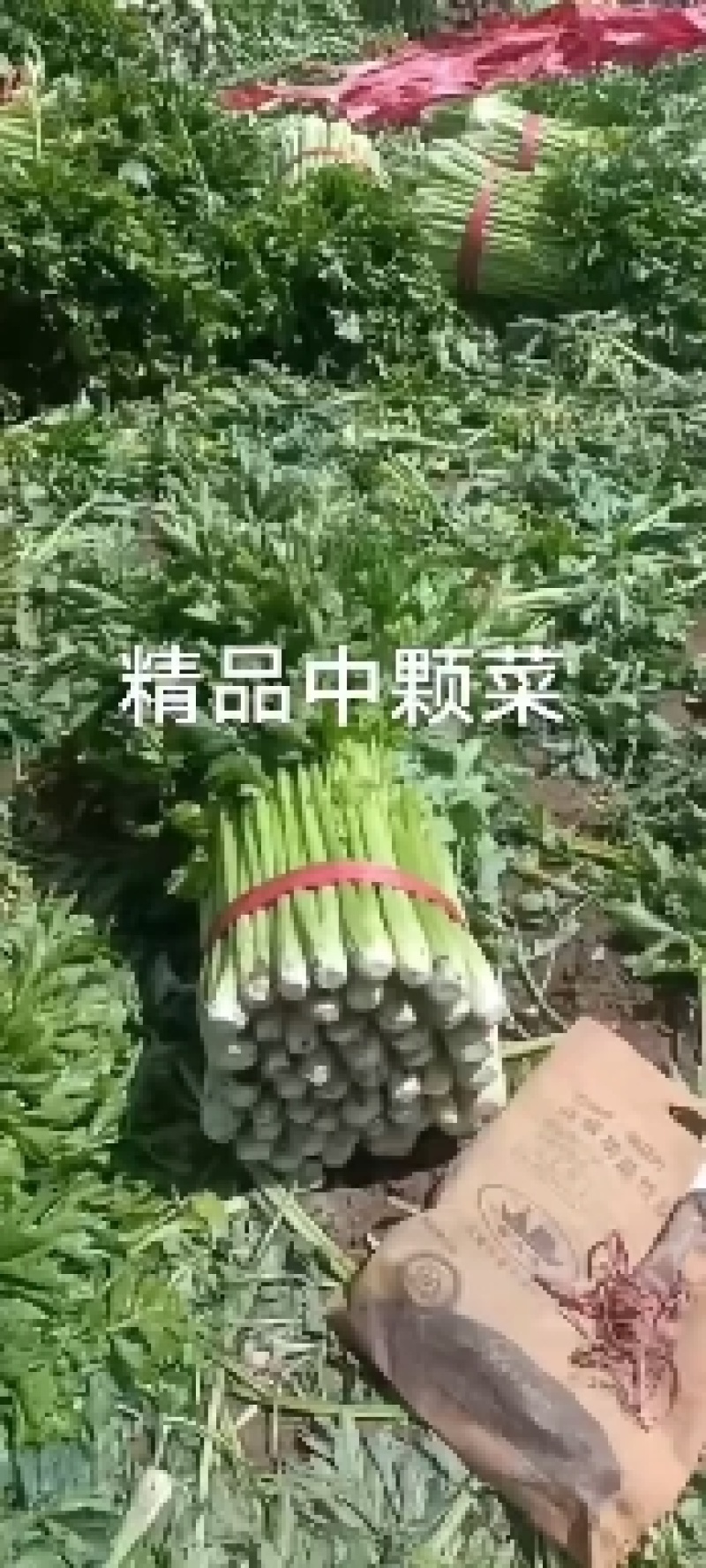 皇后芹菜大量供货中，价格美丽，代发全国各大市场，对接各大