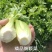 皇后芹菜大量供货中，价格美丽，代发全国各大市场，对接各大